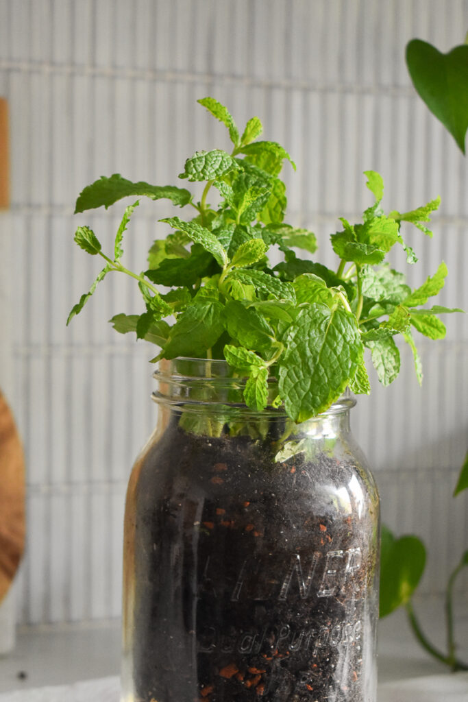 the mint plant added to the prepared mason jar