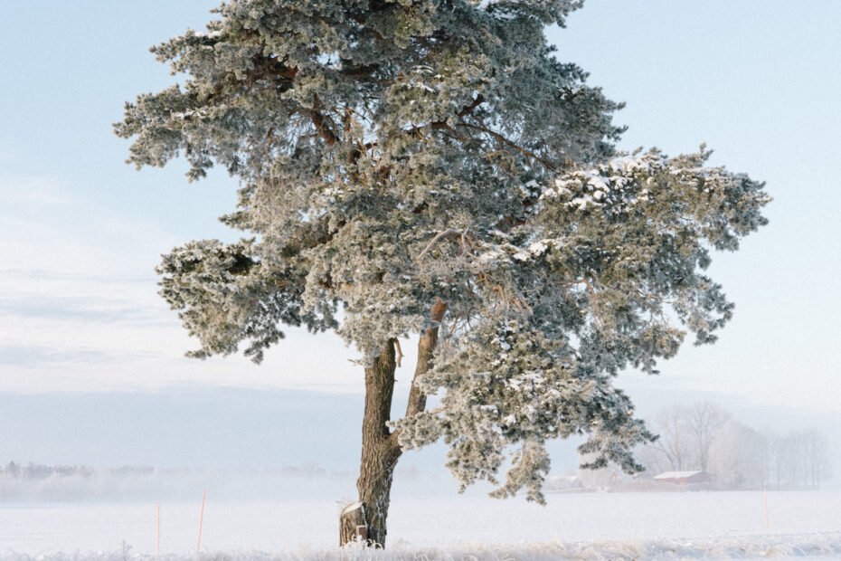 Vinterfoton Från Januari