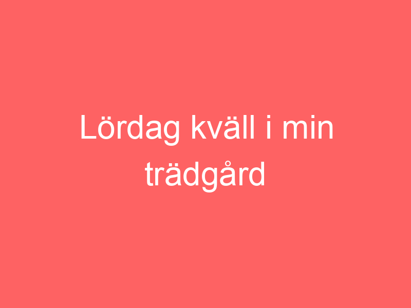 Lördag Kväll I Min Trädgård