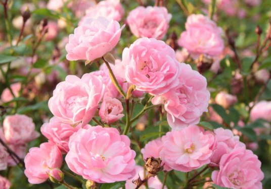 the-fairy-rose